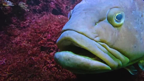 Large grouper fish resting  Stock Footage 275893016