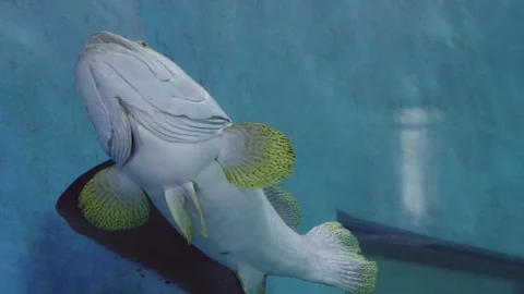A large grouper fish swimming vertically against a blue aquarium wall, show.. Stock Footage 345829889