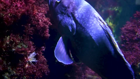 Large grouper swimming Stock Footage 297009362