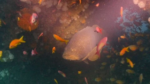 Large Grouper in wreck with reef fish Stock Footage 95007301