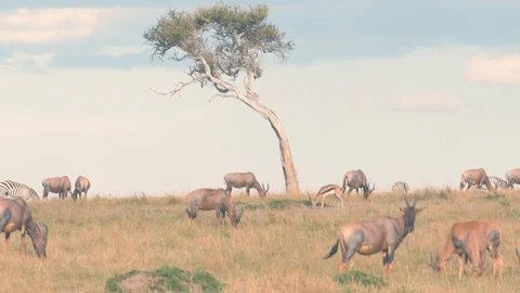 Large groups of Antelope grassing in Maasai Mara triangle Stock Footage 98353870