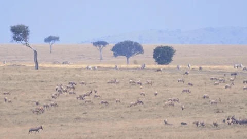 Large groups of Antelope grassing in Maasai Mara triangle Stock Footage 98353959
