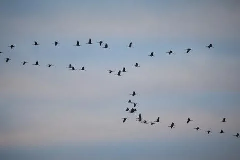 Large groups of common cranes flying to night location in Hungary countryside Stock Photos