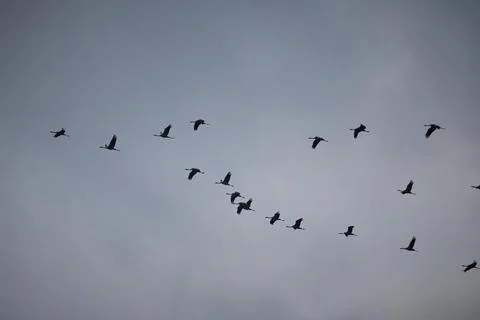 Large groups of common cranes flying to night location in Hungary countryside Stock Photos
