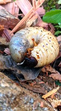 Large Grub 库存照片