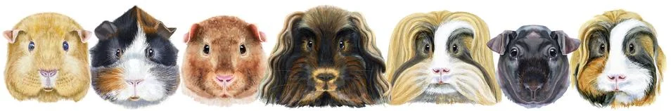 Large guinea pigs border set, pet portrait Stock Illustration