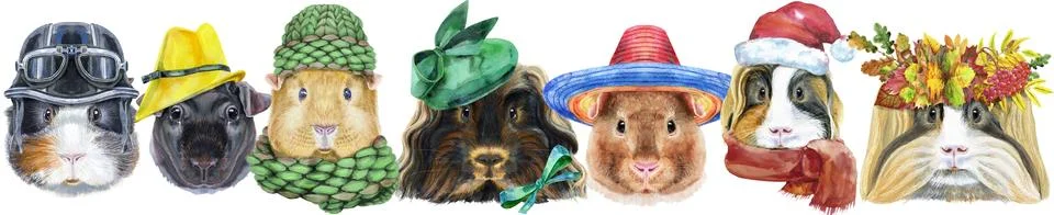 Large guinea pigs border set, pet portraits Illustrazione stock