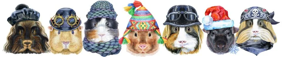 Large guinea pigs border set, pet portrait Illustrazione stock