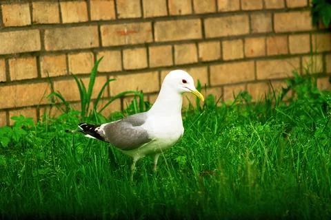 A large gull stands in the grass Stock Photos
