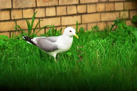 A large gull stands in the grass Stock Photos