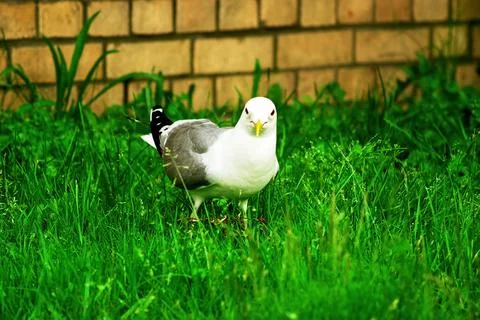 A large gull stands in the grass Stock Photos