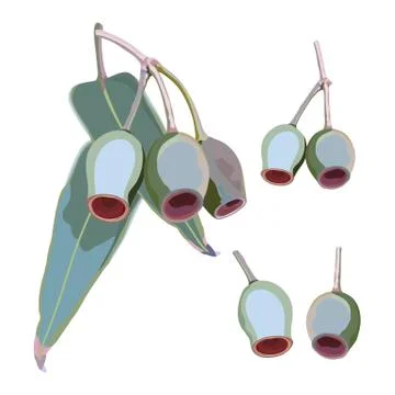 Large Gumnut Vector Stock Illustration