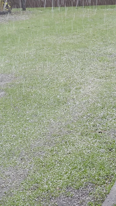 Large hail falling on a green lawn during a heavy spring storm in a vertica.. Vídeos de archivo 333790866