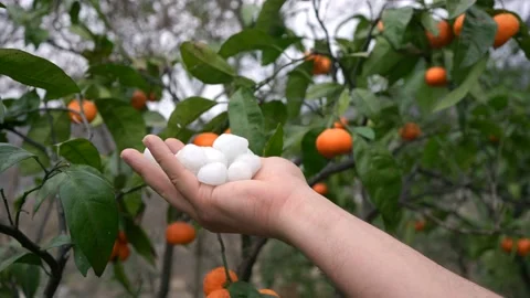 Large hail in hand close-up against the background of the harvest on the farm Video stock 234704242