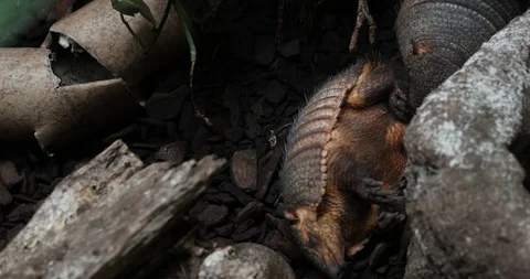 Hairy Couples Stock Video Footage | Royalty Free Hairy Couples Videos