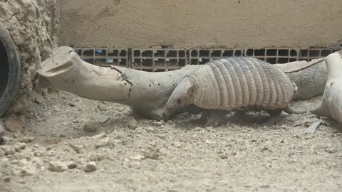 Large hairy armadillo at zoo Stock Footage 79631553