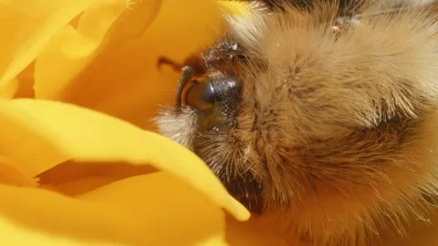 Large hairy Bumblebee in macro close up on Marigold flower stock footage Stock Footage 311644148