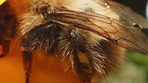 Large hairy Bumblebee in macro close up on Marigold flower stock footage Видео 311644268