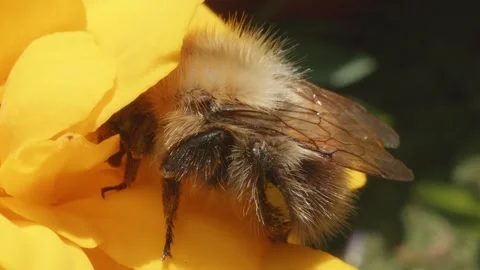 Large hairy Bumblebee in macro close up on Marigold flower stock footage Видео 311644390