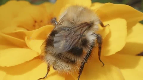 Large hairy Bumblebee in macro close up on Marigold flower stock footage Видео 311644492
