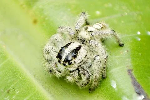 Large hairy spider Stock Photos