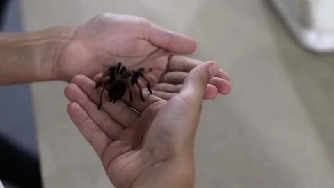 Large hairy spider walking on human hands Video stock 252473338