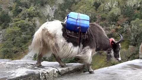 Large hairy yak carrying load close up, ... | Stock Video | Pond5