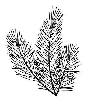 Large hand drawn cluster of dense pine branches, rich evergreen foliage ill.. Illustrazione stock