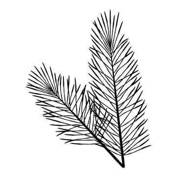 Large hand drawn spruce style branch with overlapping needles, realistic ev.. イラスト素材