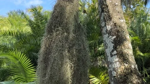 Large Hanging Moss Stock Footage 231342982