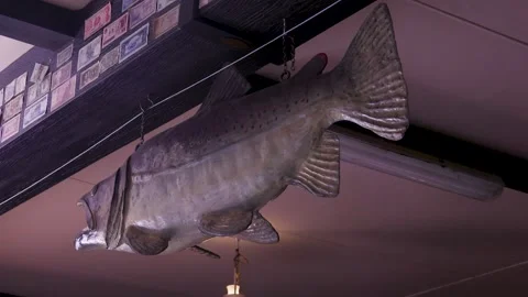 Large Hanging Trout Model On Ceiling Beam In Pub Interior Stock Footage 340497801