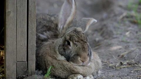 Large hare grooming itself big bunny rabbit. Stock Footage 339824343