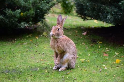 A large hare or rabbit is sitting on the green grass Stock Photos
