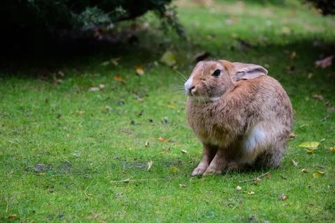A large hare or rabbit is sitting on the green grass Stock Photos