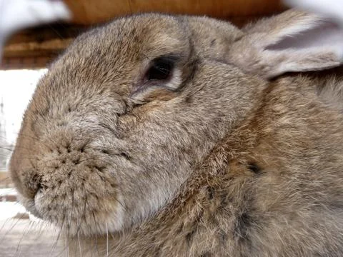Large hare Stock Photos