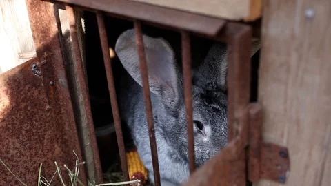 A large hare is sitting in a cage Stock Footage 129706969
