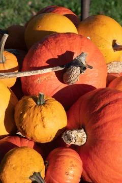 A large harvest of bright multi-colored pumpkins in the garden, vegetables Stock Photos