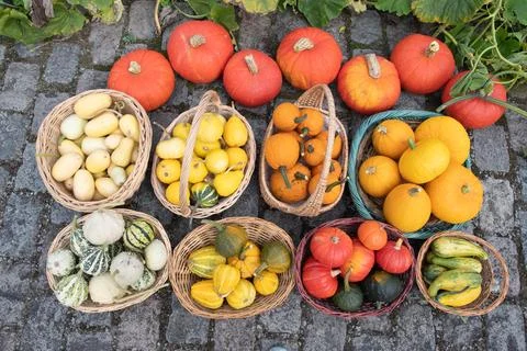A large harvest of bright multi-colored pumpkins in the garden, vegetables Stock Photos