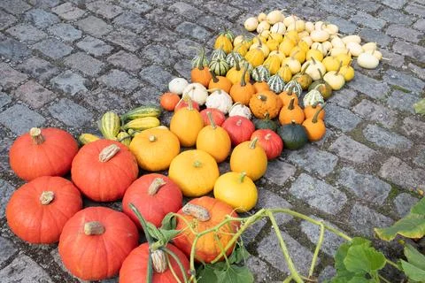 A large harvest of bright multi-colored pumpkins in the garden, vegetables Stock Photos