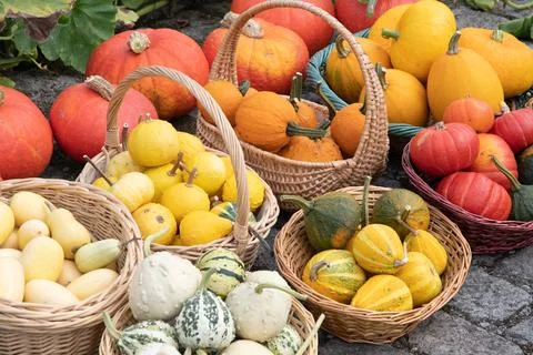 A large harvest of bright multi-colored pumpkins in the garden, vegetables Stock Photos
