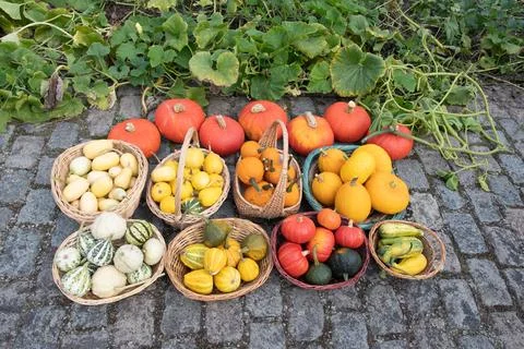 A large harvest of bright multi-colored pumpkins in the garden, vegetables Stock Photos