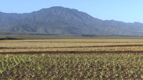 Large Hawaii pineapple field Stock Footage 241463401
