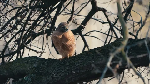 Large hawk in canopy of an oak tree in winter Stock Footage 260572982