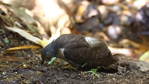 Large Hawk-Cuckoo drinking water Stock Footage 78623766