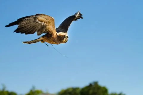 Large hawk flying through the sky Stock Photos
