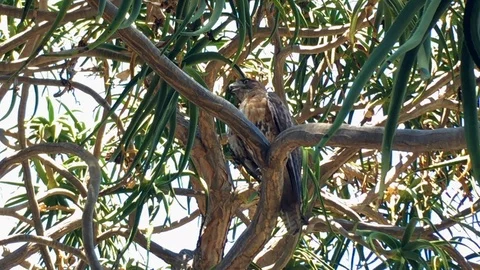 Large hawk looks around while perched on a tree branch Stock Footage 94644348