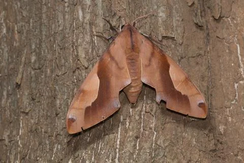 A large Hawk moth found in forests of Kanger Ghati National Park, Bastar Di.. Stock-Fotos