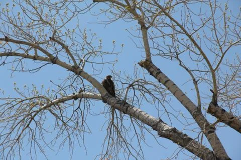 Large hawk in a tree with Spring greens blooming Stock Photos