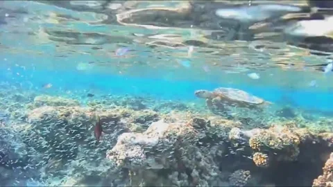 Large Hawksbill Sea Turtle Swimming Over Coral Reef and Surfacing to Breathe, Ma Stock Footage 343301759