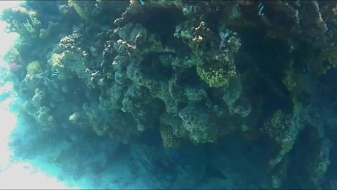 Large Hawksbill Turtle Cleaning Its Shell Under Coral Video stock 343728780